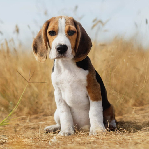 Beagle Puppy