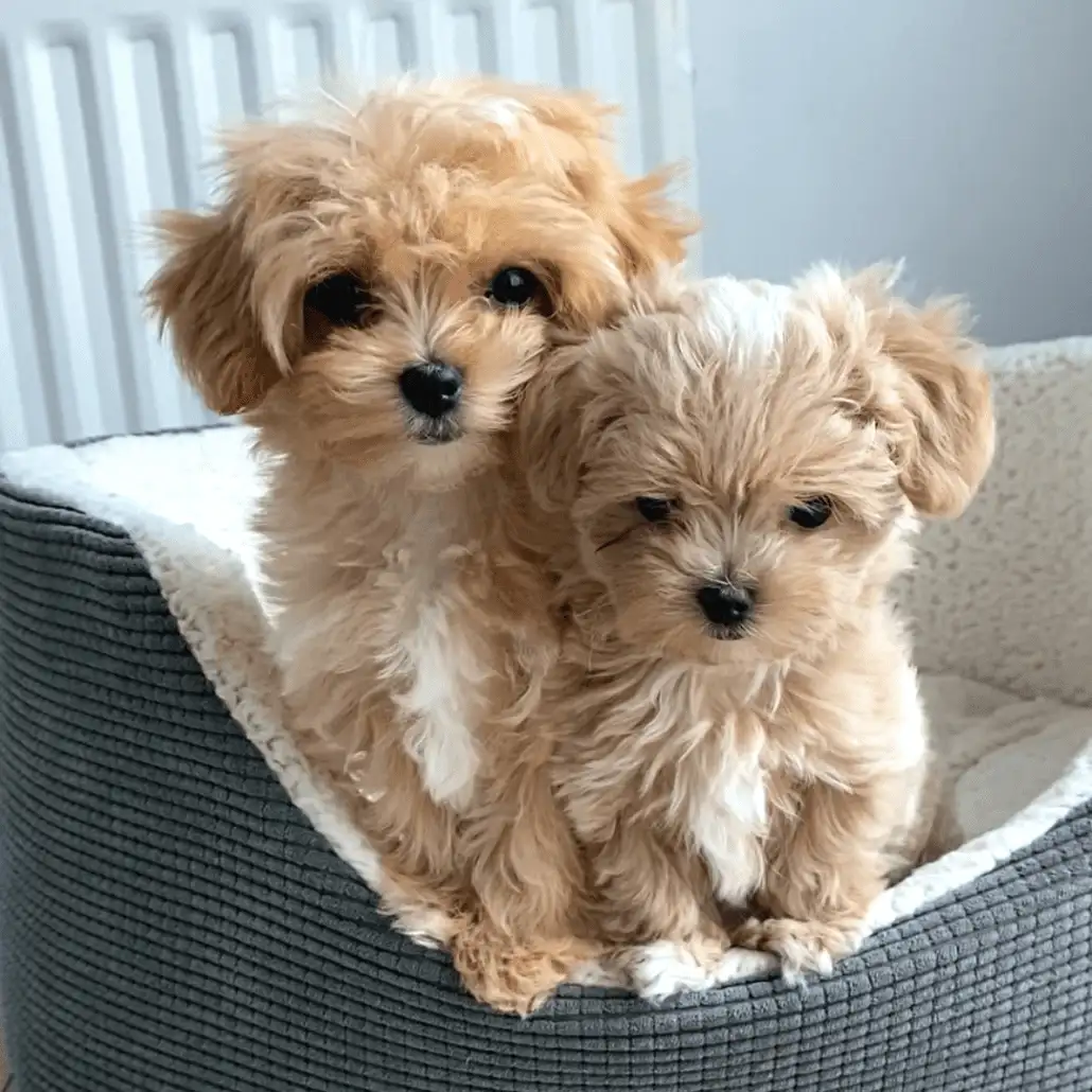 Maltipoo Puppy